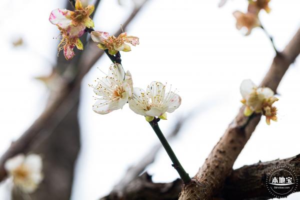荔枝公园梅花
