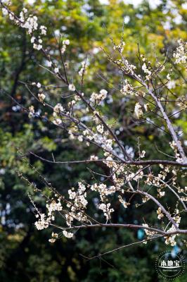 荔枝公园梅花
