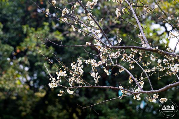 荔枝公园梅花