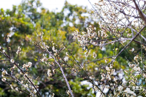 荔枝公园梅花