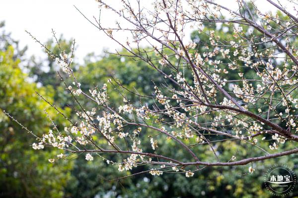 荔枝公园梅花