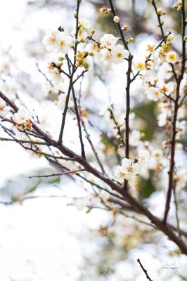 荔枝公园梅花