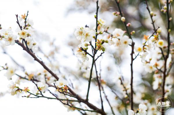 荔枝公园梅花