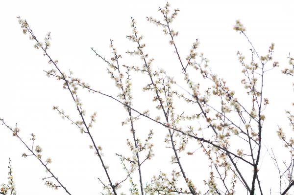 荔枝公园梅花