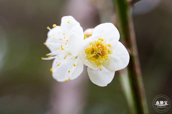 荔枝公园梅花