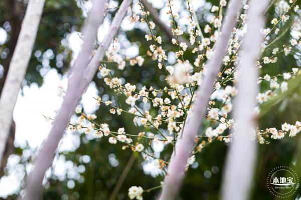 荔枝公园梅花