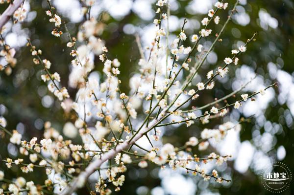 荔枝公园梅花