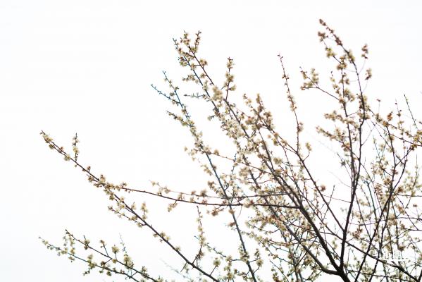 荔枝公园梅花