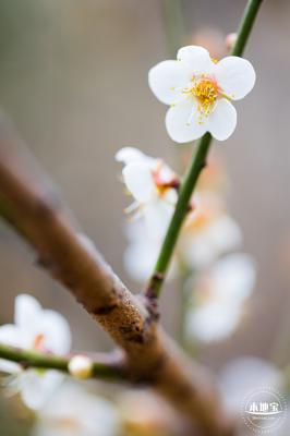 中心公园梅花