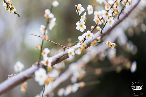 中心公园梅花