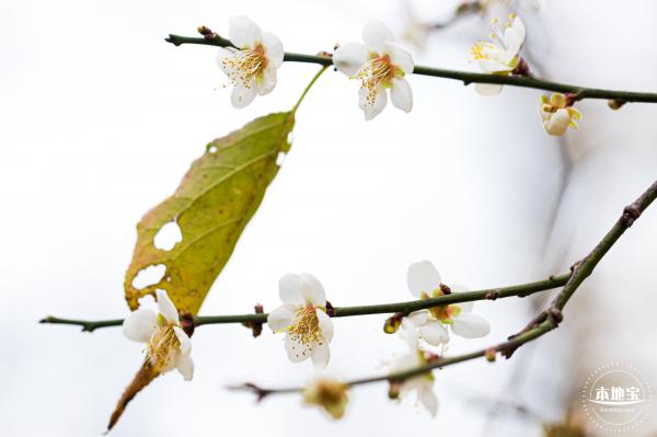 中心公园梅花