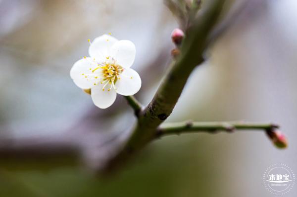 中心公园梅花