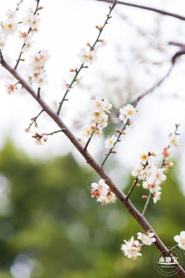 中心公园梅花