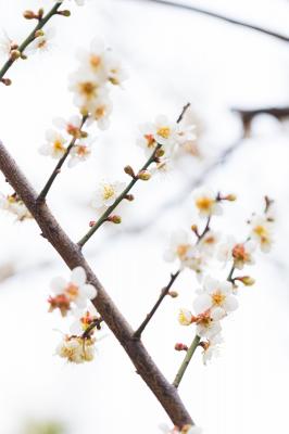 中心公园梅花