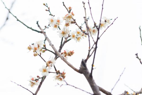 中心公园梅花