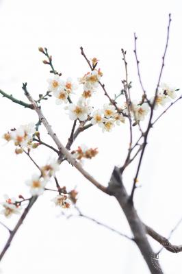 中心公园梅花