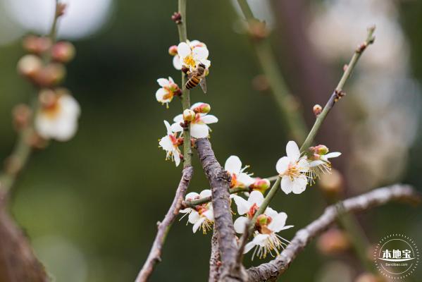 中心公园梅花