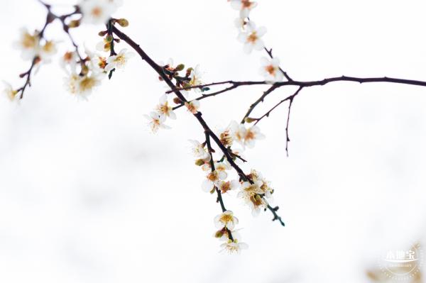 中心公园梅花