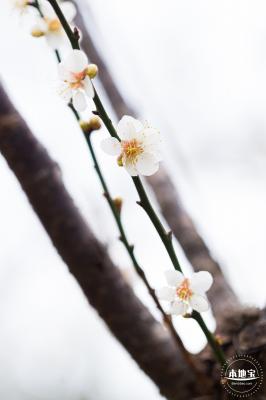 中心公园梅花