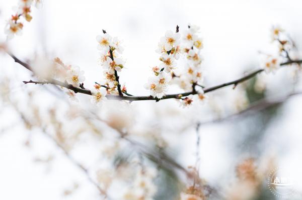 中心公园梅花