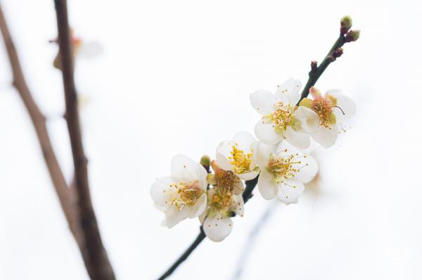 中心公园梅花