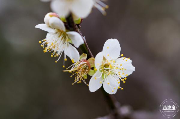 中心公园梅花