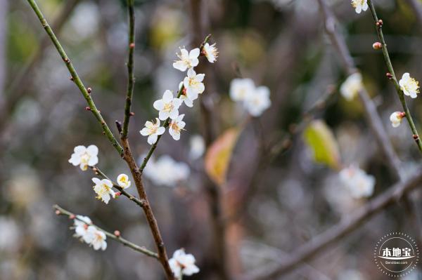 中心公园梅花
