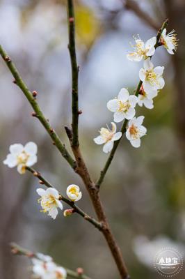 中心公园梅花