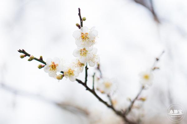 中心公园梅花