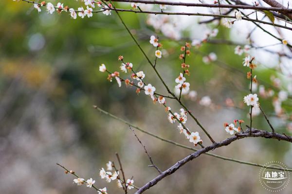 中心公园梅花