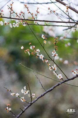中心公园梅花