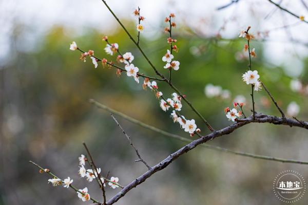 中心公园梅花