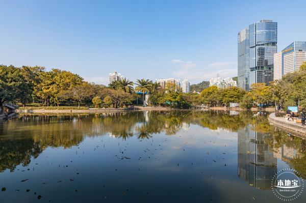 洪湖公园落羽杉