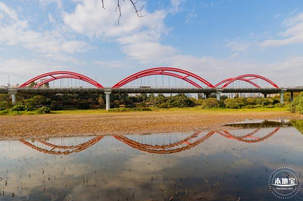 洪湖公园落羽杉