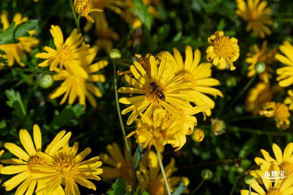 光明欢乐田园油菜花