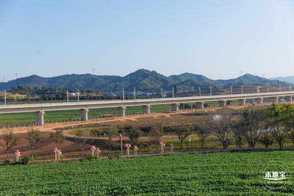 光明欢乐田园油菜花