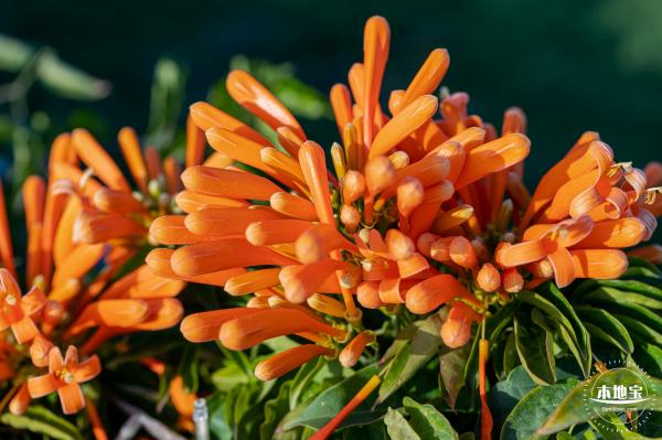 光明欢乐田园油菜花
