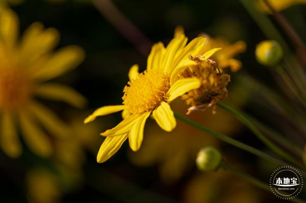 光明欢乐田园油菜花