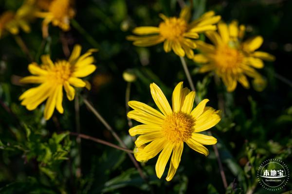 光明欢乐田园油菜花