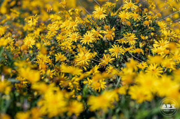 光明欢乐田园油菜花