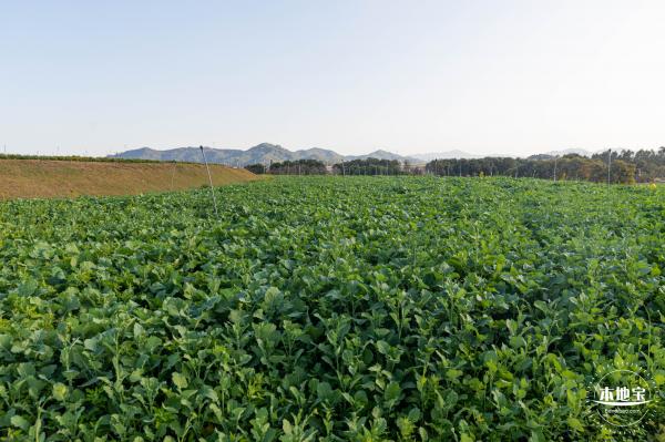 光明欢乐田园油菜花