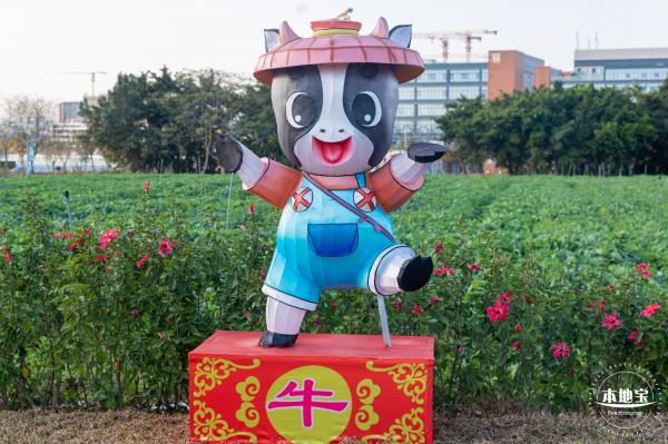 光明欢乐田园油菜花