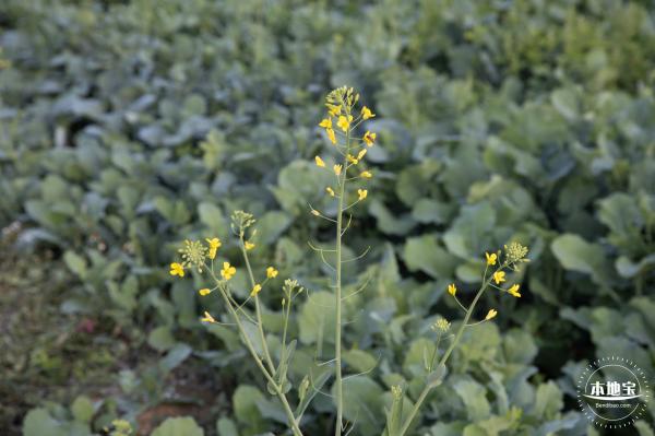 光明欢乐田园油菜花