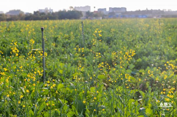 光明欢乐田园油菜花