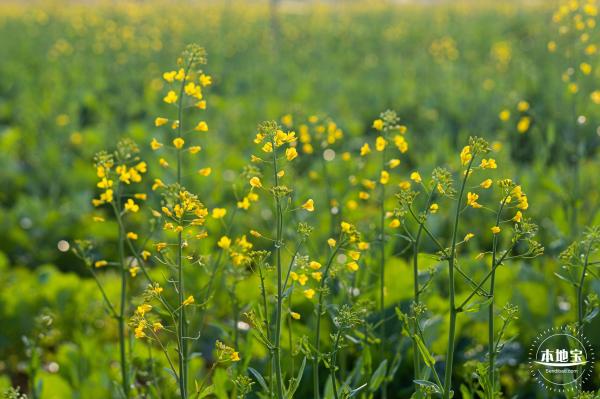 光明欢乐田园油菜花