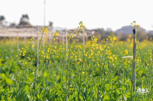 光明欢乐田园油菜花