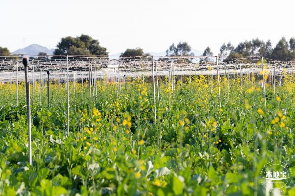 光明欢乐田园油菜花