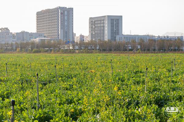 光明欢乐田园油菜花