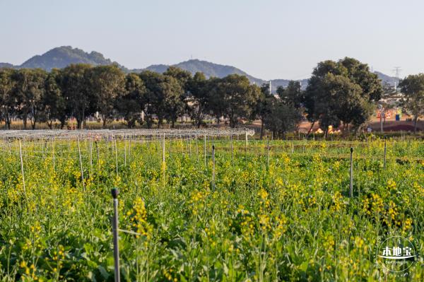 光明欢乐田园油菜花