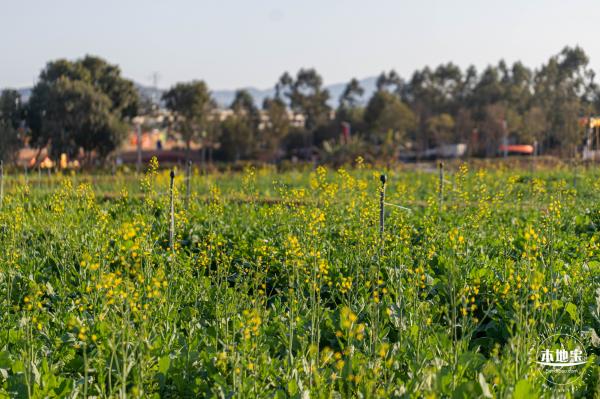 光明欢乐田园油菜花